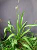 Plantago lanceolata